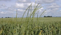 Assessing the risk of herbicide resistance transfer via hybridisation between rye-grass species